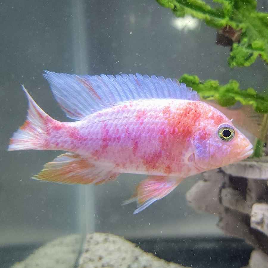 Fire Ice Blue Dragon Blood Peacock