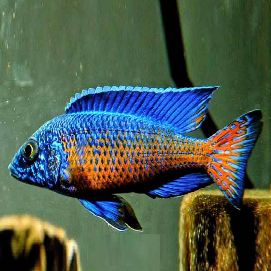 Ngara Flametail Peacock