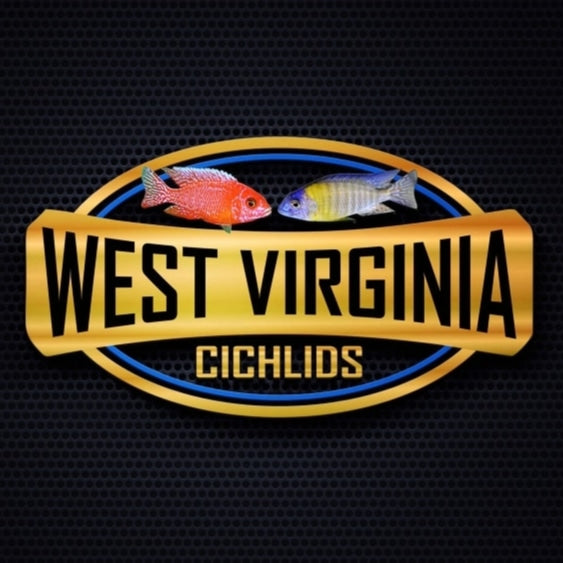 West Virginia Cichlids