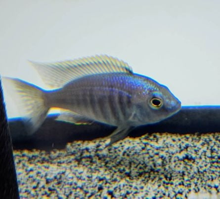 Load image into Gallery viewer, Chrysogaster Cichlid
