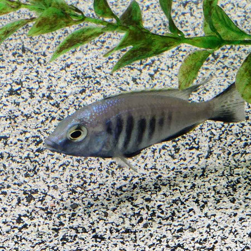 Load image into Gallery viewer, Chrysogaster Cichlid
