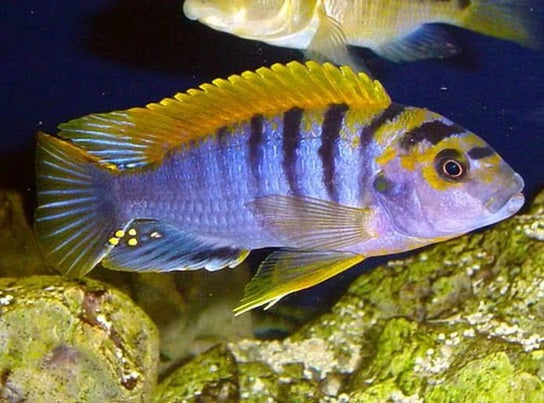 Hongi Labidochromis